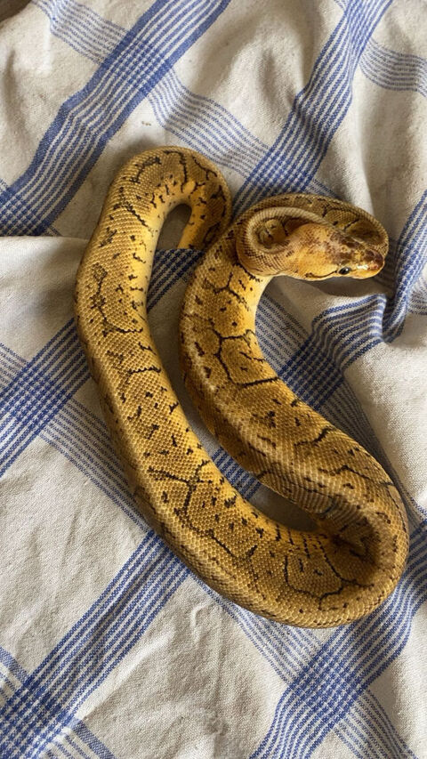 Python 2ans m&acirc;le 50 03100 Montlu�on