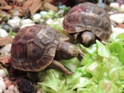   Bébés tortues 