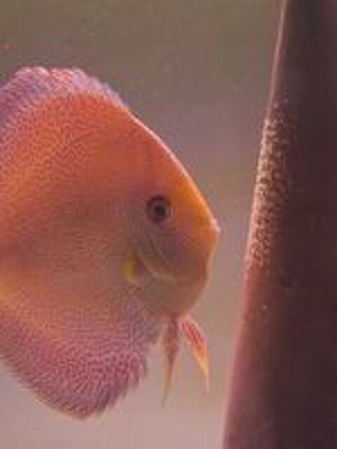   aquarium à  discus 