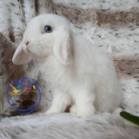 Lapin MINI LOP 0 62950 Noyelles-godault