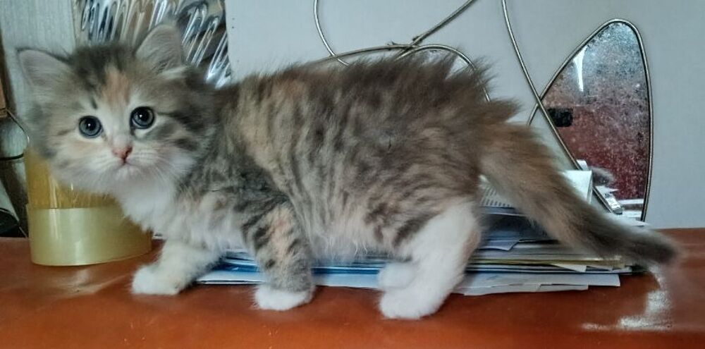   Chatons femelles Sibériennes LOOF 