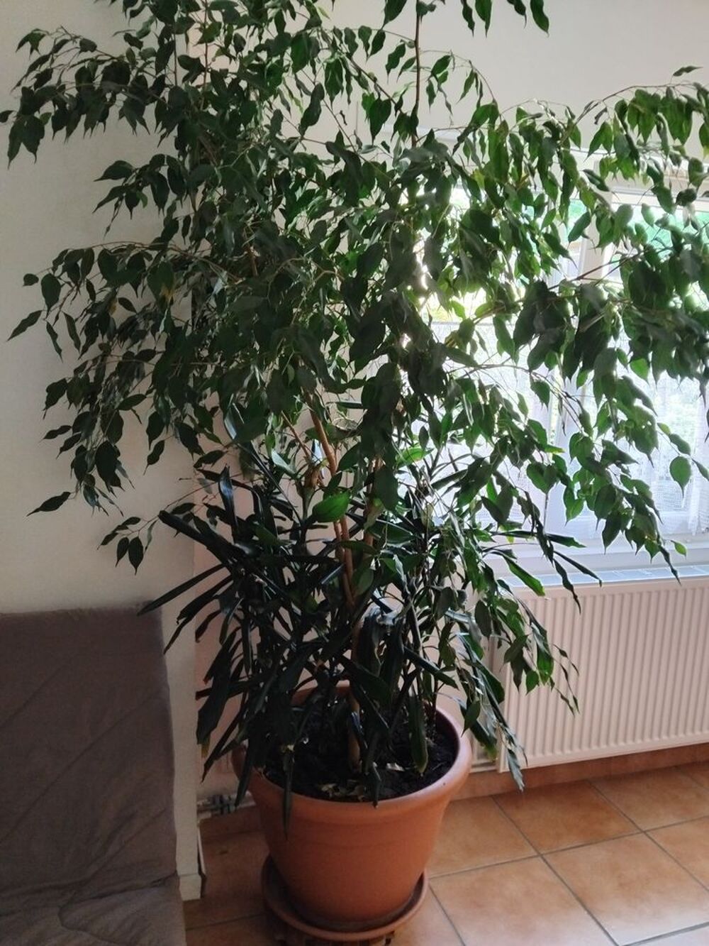 Plantes interieures Jardin