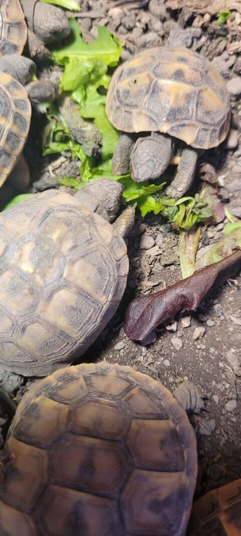   Bebe tortue 