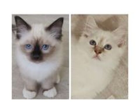   chaton secré de birmanie LOOF 