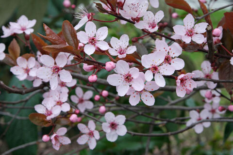 Cerisier  fleurs caduque 'Prunus Pissardii' aux fleurs rose 35 Chteaurenard (13)