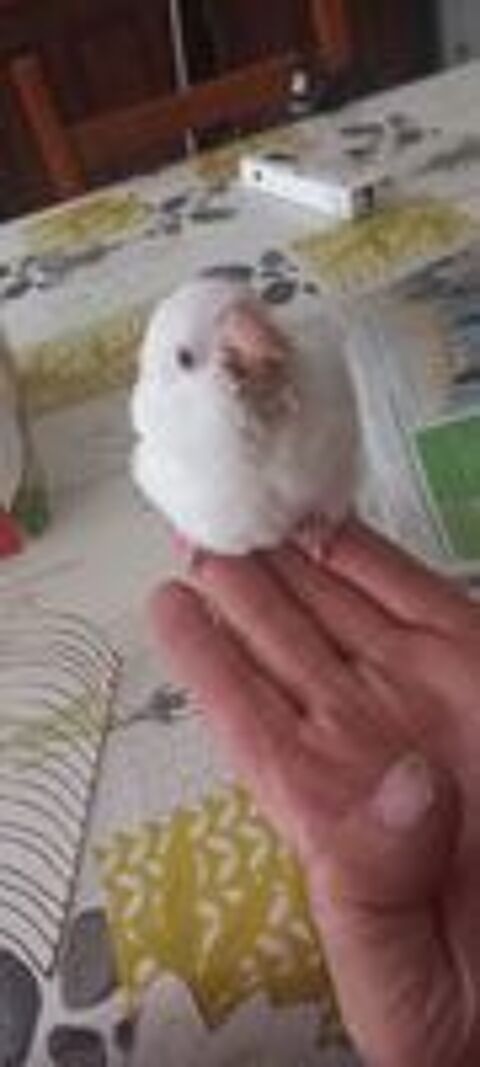   perruche souris blanche 