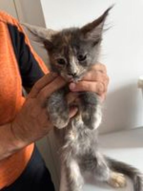   Magnifique femelle Maine Coon cherche sa famille  