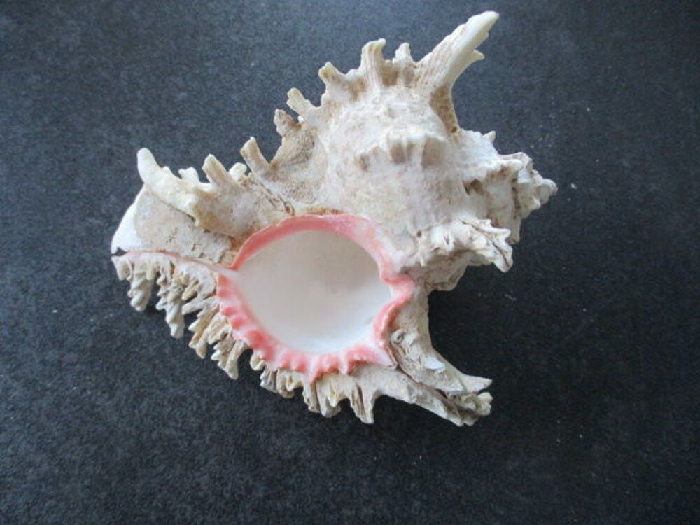 coquillage 