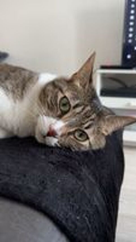   Marseille Magnifique chat de 6 ans (stérilisé & identifié)  