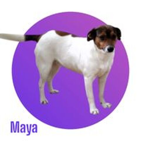   MAYA cherche sa famille pour la vie ! 