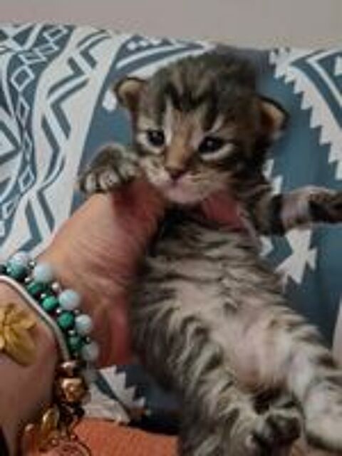   Sublime Maine Coon Fifille BROWN TABBY 
