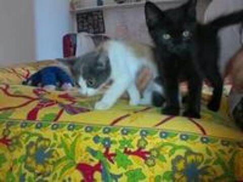   Chat PEPPER à l adoption 