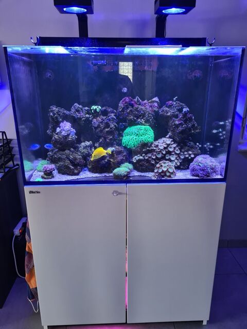 aquarium marin redsea max e 260 700 67240 Schirrhein