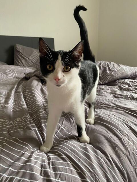 ARPEGE, belle chatonne noire et blanche &agrave; adopter via l'association UMA 230 44300 Nantes