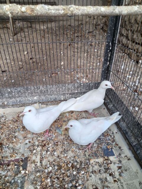 Jeunes colombes blanches 15 28630 Gellainville