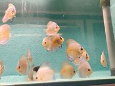   Discus 