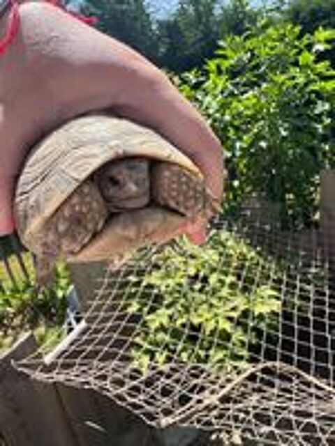   Tortue graeca de 4/5ans  