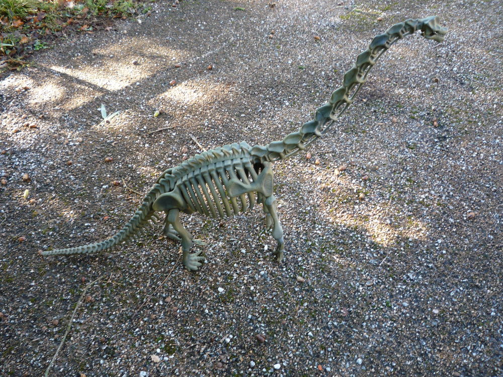 Squelette de dinosaure r&eacute;sine diplodocus
