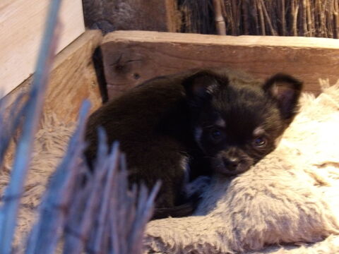 Chiot Chihuahua 450 44530 S�v�rac