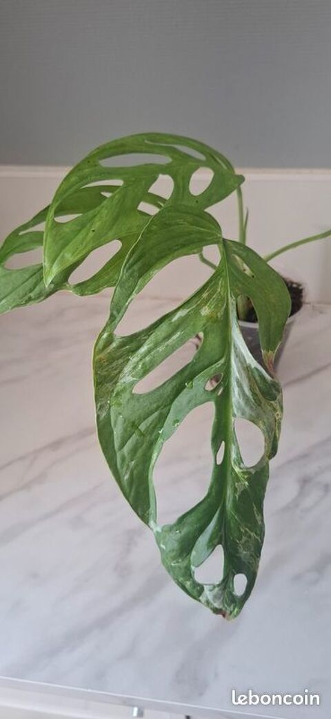 Monstera adansonii indonesian marble bouture 80 15 Clermont-Ferrand (63)