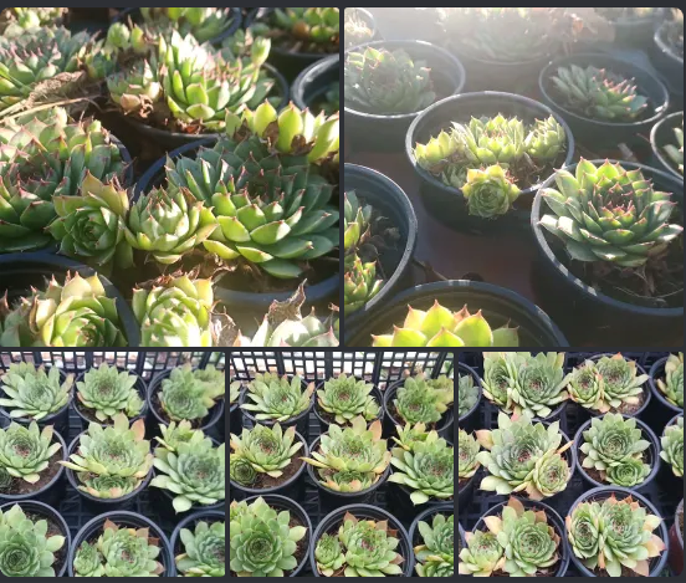 Sempervivum Jardin
