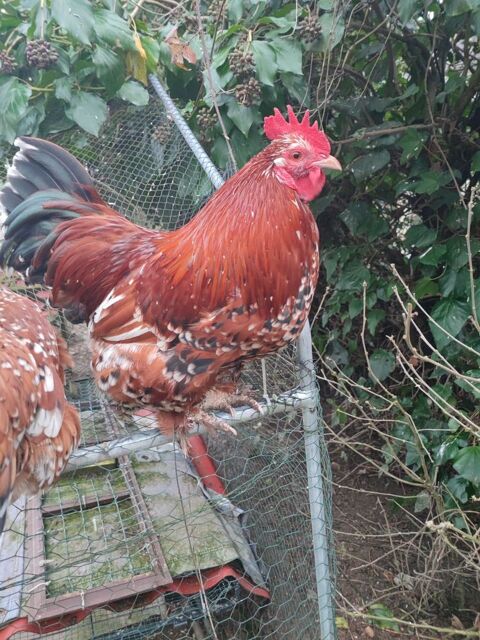 coqs Seuilly (37500) 10 37500 Seuilly