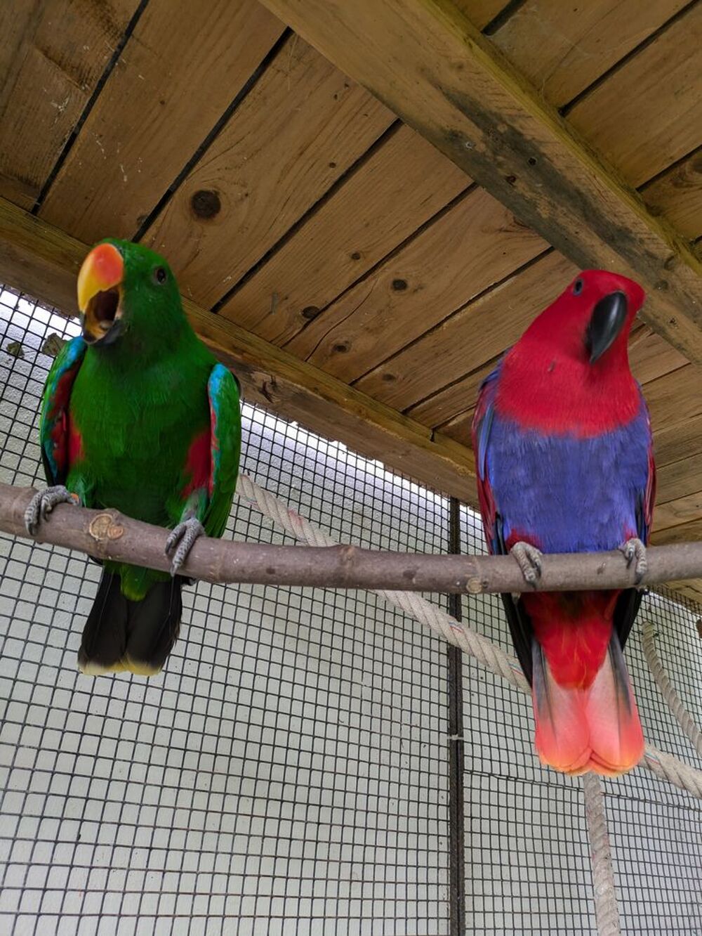   Eclectus epp femelle 2015 