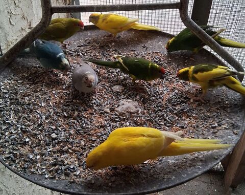 Perruche Kakariki 50 31700 Cornebarrieu