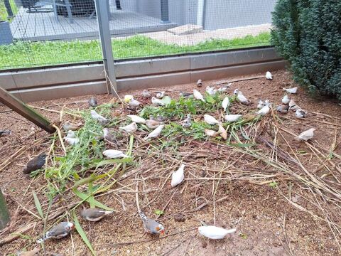 Mandarins &agrave; c&eacute;der 10 70290 Champagney