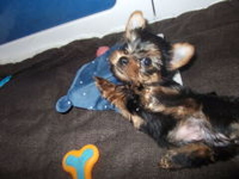   MAGNIFIQUE CHIOT YORKSHIRE TERRIER MALE 