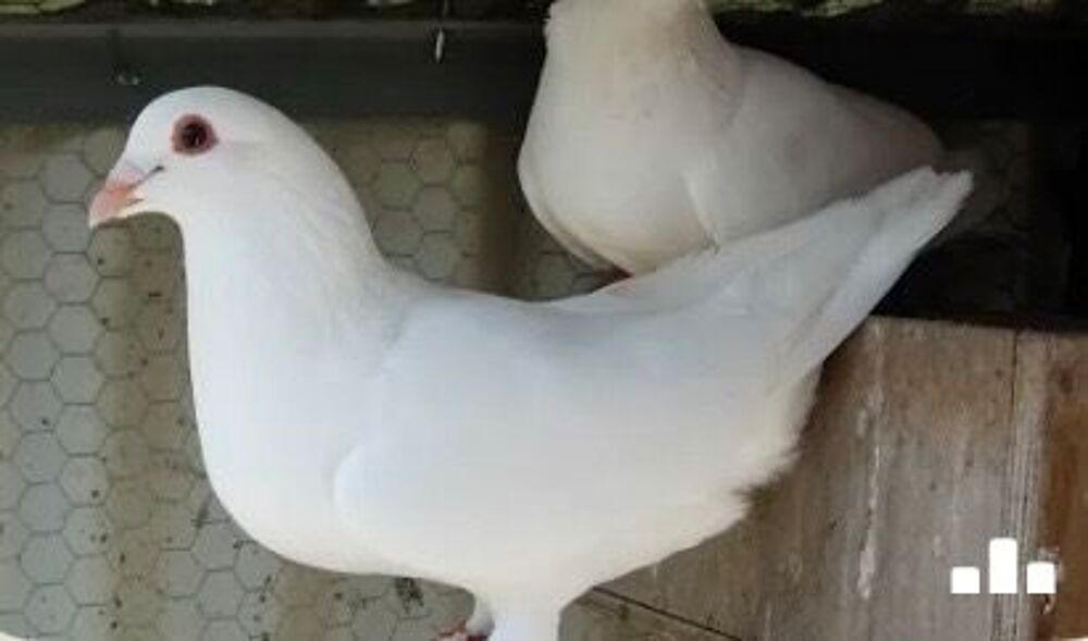   Pigeons Blancs 