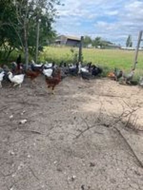   Poulettes pondeuses 8 mois 5 races 