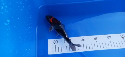 Carpe ko&iuml; 45 77580 Cr�cy-la-chapelle