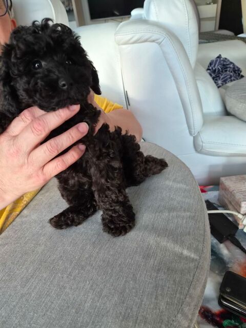 Bella et Blacky cherchent une famille 1400 68740 Blodelsheim