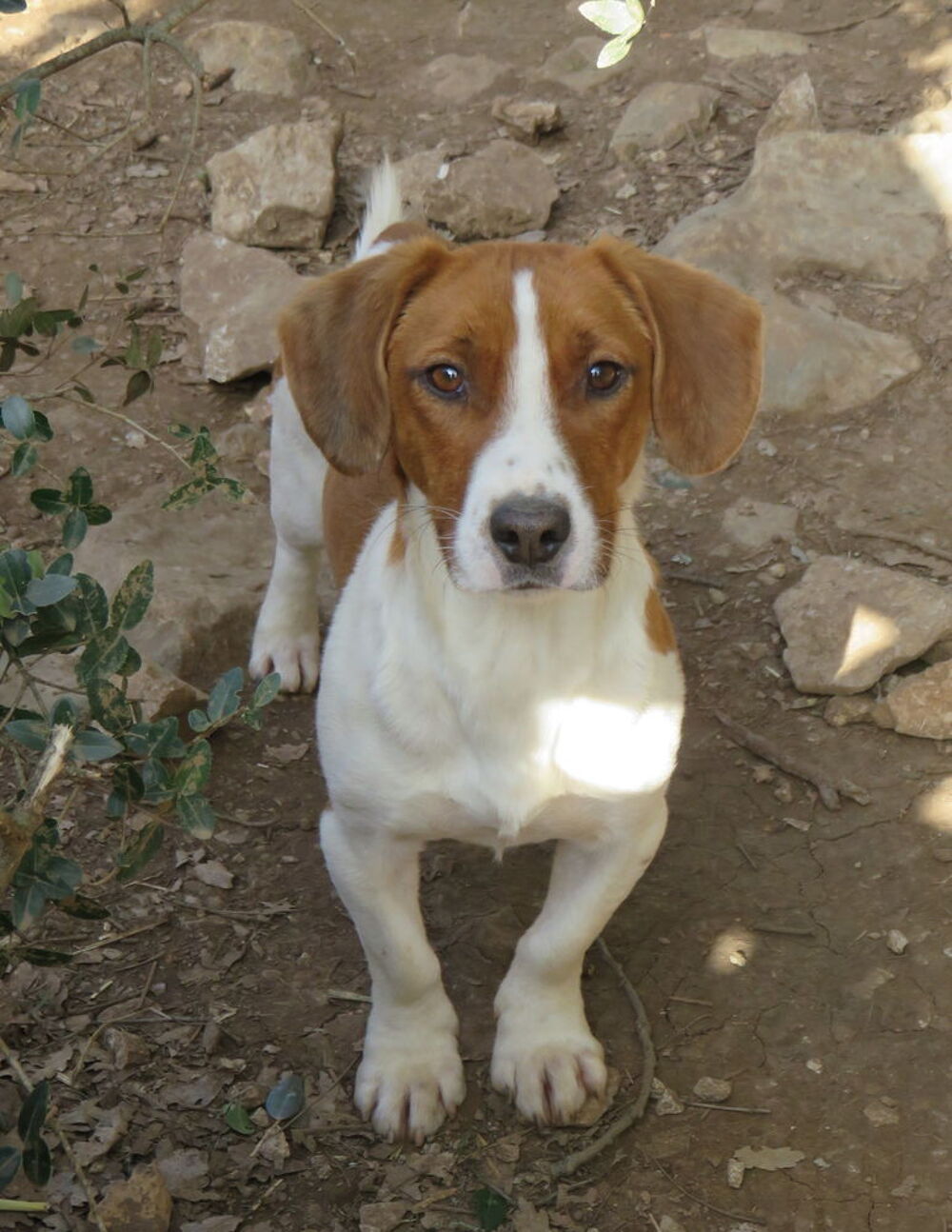  Pop le ouistiti chien est  l'adoption! 