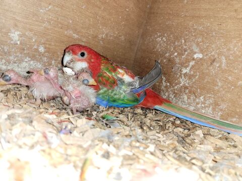 oiseaux grandes perruches omnicolores 50 79240 L'absie