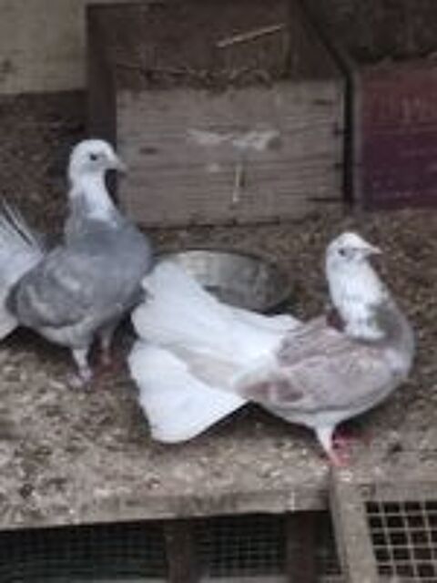   pigeons paons  