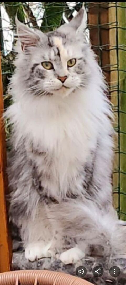 Magnifiques B&eacute;b&eacute;s Maine Coon m&acirc;les Polydactyles Brown 1900 77300 Fontainebleau