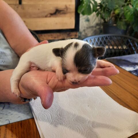 A réservé adorables bébé chihuahua  800 08310 Saint-pierre--arnes