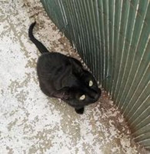   LINO CHAT  NOIR 2 ANS 1/2 
