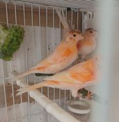   Canari 77 