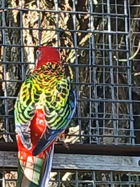 Perruche 0 17230 Marans