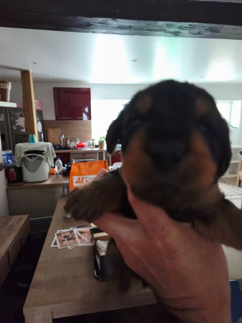 Chiot Airedale Terrier 700 28140 Cormainville