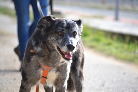 MOIRA, 8 ans une chienne tout simplement parfaite ! 195 24140 Douville