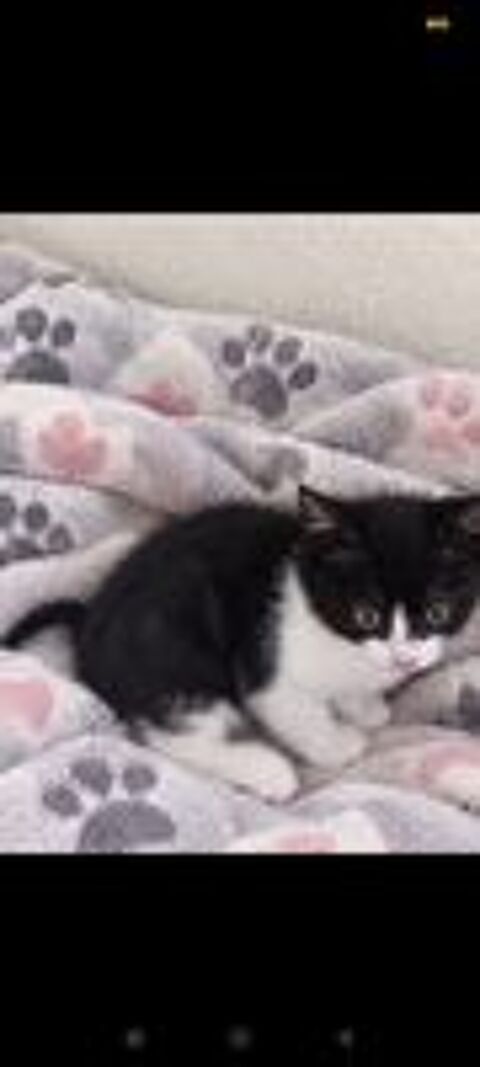   Adorable chaton  
