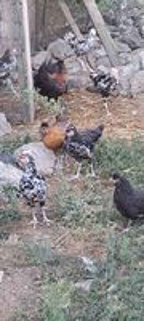   poule 