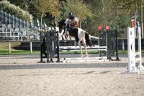   JOLIE JUMENT PP PLEINE 