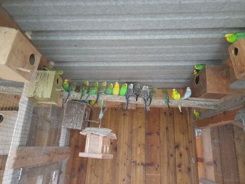 Perruches ondul&eacute;es 7 44410 Pompas