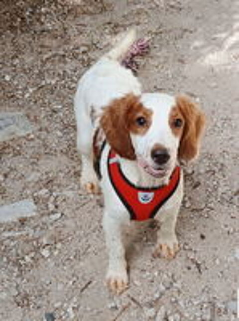   Rio est à l'adoption! 