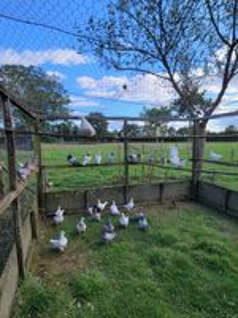   Pigeon texan 